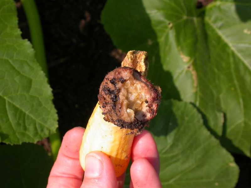 Blossom End Rot of Cucurbits